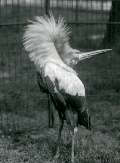 A Maguari Stork يؤدي العرض لأعلى ، حديقة حيوان لندن ، يوليو 1925 بواسطة فريدريك وليام بوند