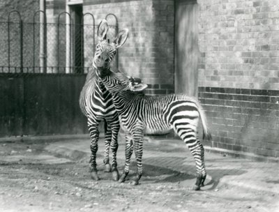 A Mountain Zebra and her foal at London Zoo in 1929 (b/w photo) بواسطة فريدريك وليام بوند