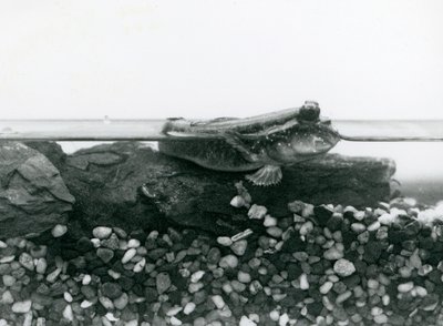 A Mudskipper ، يستريح على الصخور المغمورة ، وعيناه فوق الماء ، حديقة حيوانات لندن بواسطة فريدريك وليام بوند