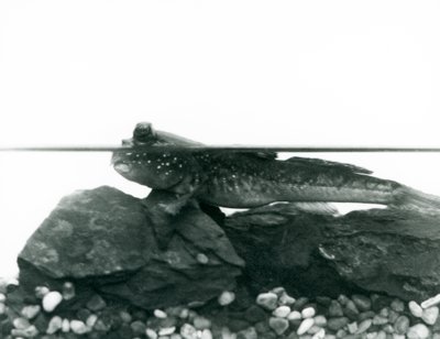 A Mudskipper ، يستريح على الصخور المغمورة ، وعيناه فوق الماء ، حديقة حيوانات لندن بواسطة فريدريك وليام بوند