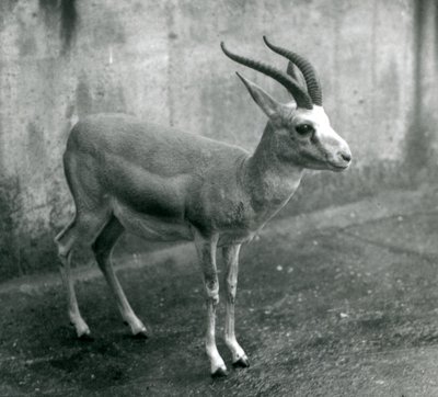 غزال فارسي أو دراق أو ذيل أسود في حديقة حيوان لندن ، أغسطس 1927 بواسطة فريدريك وليام بوند