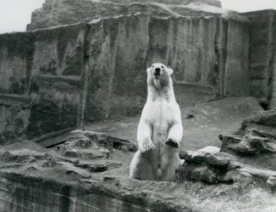 دب قطبي يجلس في حظيره عند قاعدة Mappin Terraces في حديقة حيوان لندن في سبتمبر 1928 (b / w photo) بواسطة فريدريك وليام بوند
