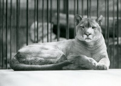 أسد PumaCougarMountain Lion ملقى في سياجته في حديقة حيوان لندن في يونيو 1925 بواسطة فريدريك وليام بوند