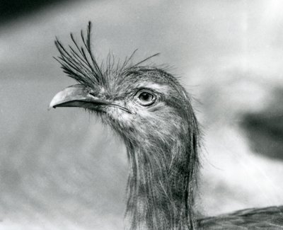 A Red-Legged Seriema في حديقة حيوان لندن عام 1929 (b / w photo) بواسطة فريدريك وليام بوند