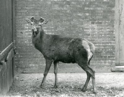 أيل الأيل الأحمر مع قرون ناشئة ، حديقة حيوان لندن ، أغسطس 1928 (صورة بالأبيض والأسود) بواسطة فريدريك وليام بوند