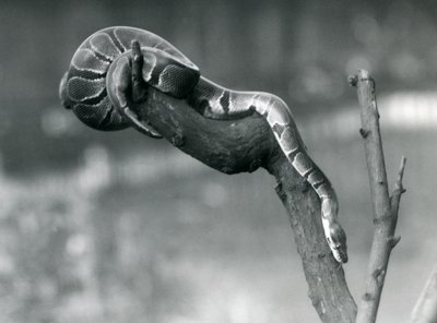 طريق RoyalBall Python يشق طريقه إلى فرع في حديقة حيوان لندن في أكتوبر 1925 بواسطة فريدريك وليام بوند