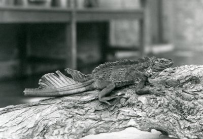 A Sailfin Lizard ، مع ذيل تالف ، يستريح على جذع شجرة في حديقة حيوان لندن في عام 1928 (b / w photo) بواسطة فريدريك وليام بوند