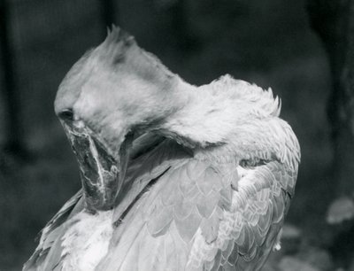Shoebill يتقن ريشه في حديقة حيوان لندن في عام 1926 بواسطة فريدريك وليام بوند