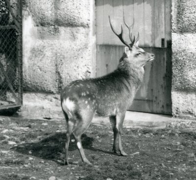 SikaJapaneseSpotted Stag يقف في ضميمة ، في حديقة حيوان لندن ، أغسطس 1927 بواسطة فريدريك وليام بوند