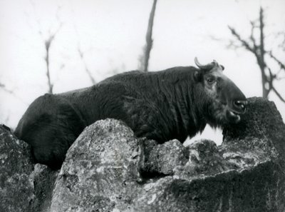 A Takin ، المعروف أيضًا باسم ماشية الشمواه أو ماعز Gnu ، يستريح على صخرة ، حديقة حيوان لندن ، 1925 بواسطة فريدريك وليام بوند