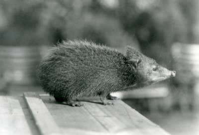 A Tenrec في حديقة حيوان لندن في عام 1929 (b / w photo) بواسطة فريدريك وليام بوند