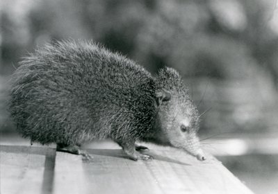 A Tenrec في حديقة حيوان لندن في عام 1929 (b / w photo) بواسطة فريدريك وليام بوند