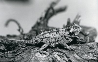 A Texas Horned Lizard / Horntoad / HornedToad / Horny Toad يستريح على سجل في حديقة حيوان لندن في سبتمبر 1928 (صورة بالأبيض والأسود) بواسطة فريدريك وليام بوند