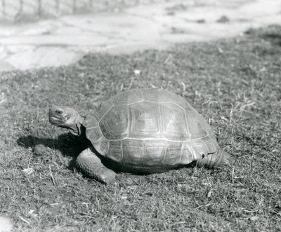 سلحفاة تقف على العشب في حديقة حيوان لندن عام 1926 (صورة بالأبيض والأسود) بواسطة فريدريك وليام بوند