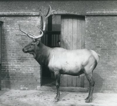 أيل WapitiElk واقفا في الضميمة في حديقة حيوان لندن في سبتمبر 1927 بواسطة فريدريك وليام بوند