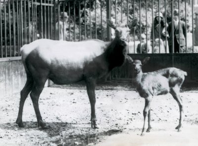 A Wapiti / Elk مع تزلفها في حقلها مع الزوار الذين ينظرون من خلال الحانات ، حديقة حيوان لندن بواسطة فريدريك وليام بوند