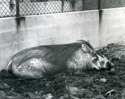 خنزير نائم في الوحل ، حديقة حيوان لندن ، يوليو 1927 (b / w photo) بواسطة فريدريك وليام بوند