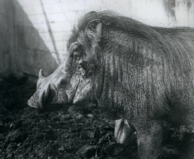 واثوج يقف في الوحل ، حديقة حيوان لندن ، 1927 بواسطة فريدريك وليام بوند