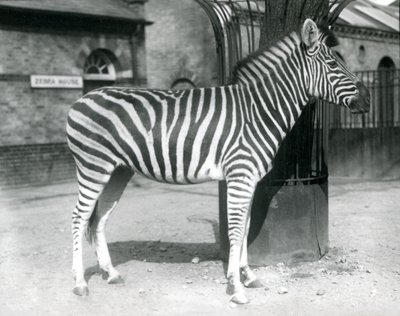 يقف حمار وحشي في الحلبة خارج حديقة الحمار الوحشي في حديقة حيوان لندن عام 1925 بواسطة فريدريك وليام بوند