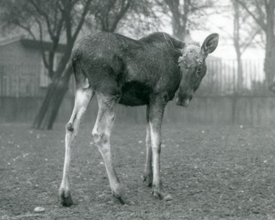 ثور ElkMoose ، مع جروح من قرون سقيفة مؤخرًا ، يقف في حديقة حيوان لندن ، يناير 1926 بواسطة فريدريك وليام بوند