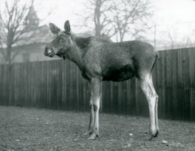 ثور ElkMoose ، مع جروح من قرون سقيفة مؤخرًا ، يقف في حديقة حيوان لندن ، يناير 1926 بواسطة فريدريك وليام بوند