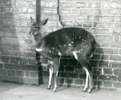 أنثى ImbabalaCape Bushbuck تقف أمام جدار في حديقة حيوان لندن ، 6 أكتوبر 1927 بواسطة فريدريك وليام بوند