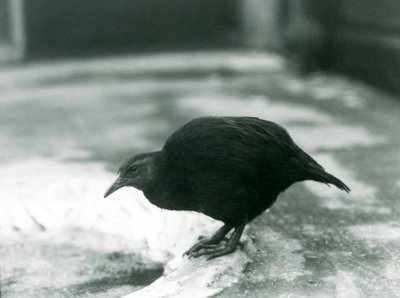 طائر WekaMaori بدون طيار في حديقة حيوان لندن عام 1927 بواسطة فريدريك وليام بوند