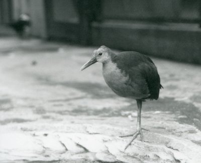 سكة خشبية رمادية العنق أو سكة خشبية رمادية (Aramides cajaneus) تقف على ساق واحدة في حديقة حيوان لندن في سبتمبر 1927 بواسطة فريدريك وليام بوند