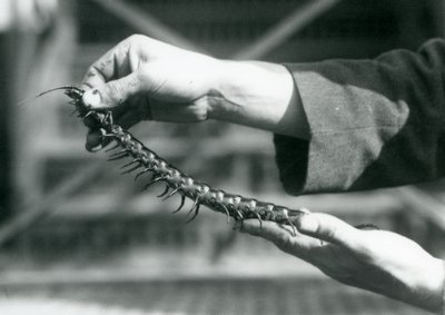 حارس يحمل حريش عملاق في يديه ، حديقة حيوان لندن ، 1927 بواسطة فريدريك وليام بوند