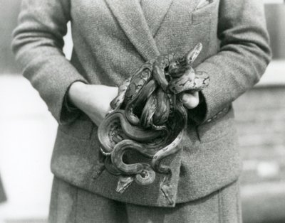 حارس يحمل عقدة من Royal أو Ball Python الشاب في حديقة حيوان لندن في عام 1931 (صورة b / w) بواسطة فريدريك وليام بوند