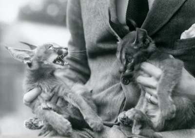 حارس يحمل زوجًا من قطط Caracal في حضنه ، حديقة حيوان لندن ، 1924 بواسطة فريدريك وليام بوند