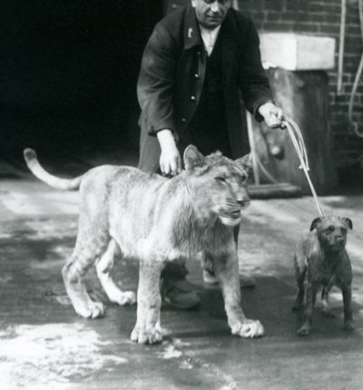 حارس يأخذ كلبًا وأسدًا صغيرًا في نزهة ، حديقة حيوانات لندن ، أغسطس 1925 (صورة أبيض وأسود) بواسطة فريدريك وليام بوند