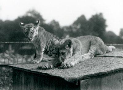 أسد وشبل نمر يجلسان معًا على سطح عرينهما ، حديقة حيوان لندن ، سبتمبر 1925 (صورة b / w) بواسطة فريدريك وليام بوند
