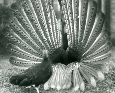 ذكر أرجوس PheasantGreat Argus عرض المغازلة ، مع أنثى تقف بجانبه ، حديقة حيوان لندن ، يناير 1926 بواسطة فريدريك وليام بوند