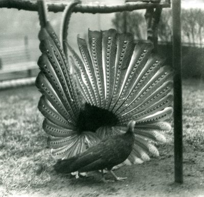 ذكر أرجوس PheasantGreat Argus عرض المغازلة ، مع أنثى تقف بجانبه ، حديقة حيوان لندن ، يناير 1926 بواسطة فريدريك وليام بوند