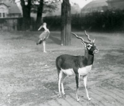 ذكر Blackbuck أو Indian Antelope يقف في حقل في حديقة حيوان لندن ، أكتوبر 1926 (b / w photo) بواسطة فريدريك وليام بوند