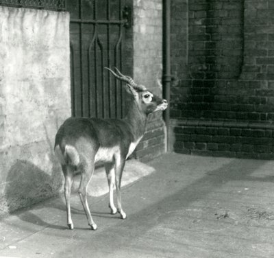 ذكر Blackbuck يقف في الضميمة في حديقة حيوان لندن في يونيو 1925 بواسطة فريدريك وليام بوند