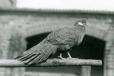 ذكر الدراج الرمادي الطاووس يقف على مقعده في حديقة حيوان لندن في عام 1931 (صورة بالأبيض والأسود) بواسطة فريدريك وليام بوند