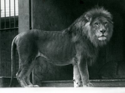 أسد ذكر في حديقة حيوان لندن ، يونيو 1924 بواسطة فريدريك وليام بوند
