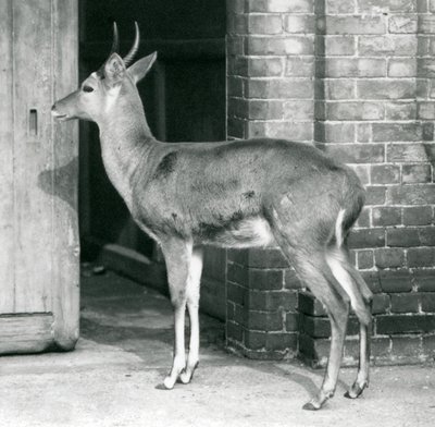 ذكر SouthernCommon Reedbuck أو Reitbok يقف بجانب باب بيت الظباء ، حديقة حيوان لندن ، 6 أكتوبر 1927 بواسطة فريدريك وليام بوند
