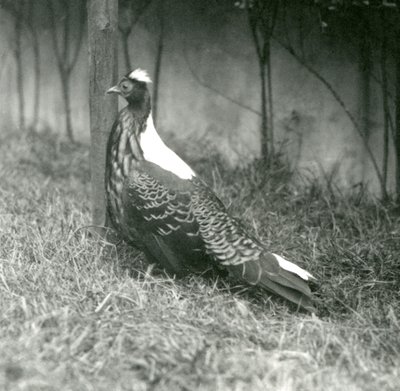 ذكر Swinhoes الدراج في حديقة حيوان لندن ، سبتمبر 1923 بواسطة فريدريك وليام بوند