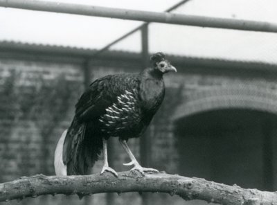 دراج / فاير باك متوج من الذكور يقف على فرع أفقي في حديقة حيوان لندن في عام 1928 (صورة b / w) بواسطة فريدريك وليام بوند