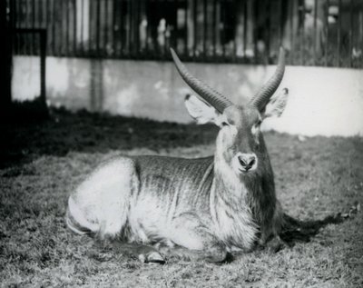 ذكر Waterbuck ملقى على العشب في حقله في حديقة حيوان لندن في عام 1928 (b / w photo) بواسطة فريدريك وليام بوند