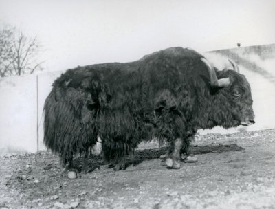 ذكر ثور يقف في حقله في حديقة حيوان لندن عام 1928 (صورة بالأبيض والأسود) بواسطة فريدريك وليام بوند