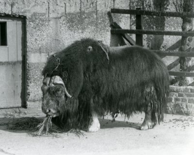 الثور الناضج Muskox ، تهجى أيضًا ثور المسك وثور المسك واقفا ، يأكل في حقله في حديقة حيوان لندن في عام 1931 (صورة بالأبيض والأسود) بواسطة فريدريك وليام بوند