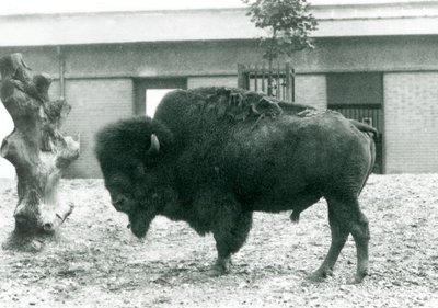 ثور قريب من الأمريكي BisonBuffalo مهدد يقف في حقله ، حديقة حيوان لندن ، 1927 بواسطة فريدريك وليام بوند