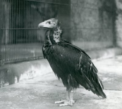 قريب من النسور الأوراسية السوداء المهددة يقف في حديقة حيوان لندن ، 1927 بواسطة فريدريك وليام بوند