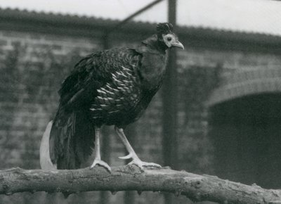 نيران قريبة من Viellots مهددة ، أو نيران متوجة ، واقفة على فرع ، حديقة حيوان لندن ، 1927 بواسطة فريدريك وليام بوند