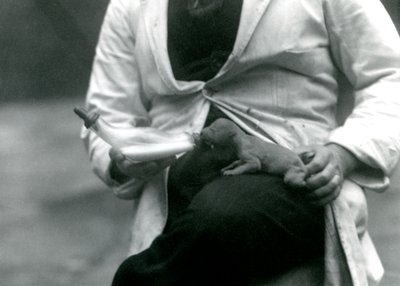 شبل أسد حديث الولادة يتم إطعامه من قبل حارسه ، حديقة حيوان لندن ، 1923 بواسطة فريدريك وليام بوند
