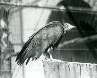 نسر مقنع معرض لخطر الانقراض يقف على سجل ، حديقة حيوان لندن ، سبتمبر 1925 بواسطة فريدريك وليام بوند